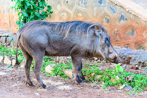 animals pig ethiopia arbaminch naturelandscape southernnationsnationalitiesandpeoplesregion southernnationsnationalities