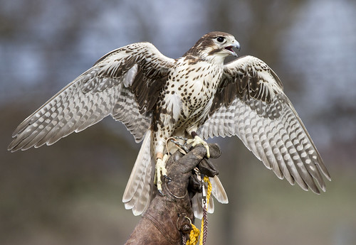 bird birds sandiego falcon hawkwatch prairiefalcon hawkwatch2013