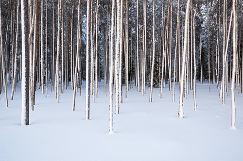trees winter snow cold forest kyla vinter sweden skog snö träd luleå norrbotten nikond90 bergnäset höträsket nikkorafsdx18105mmf3556gedvr 62ndforestfinestcontest