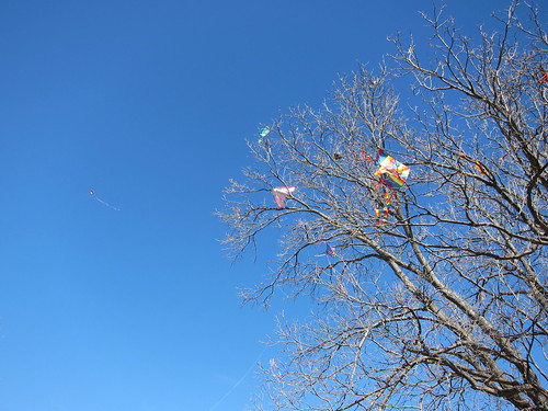 kites, kites in a tree IMG_3111