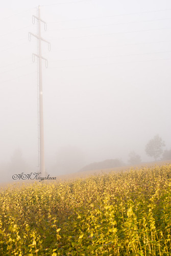 morning autumn fog germany bayern deutschland bavaria foggy wald bayerischer arrach