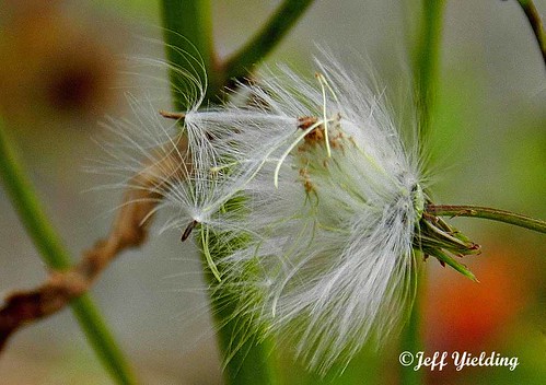 weeds dandelion mo missouri ellsinore pinewoodsrecreationalarea