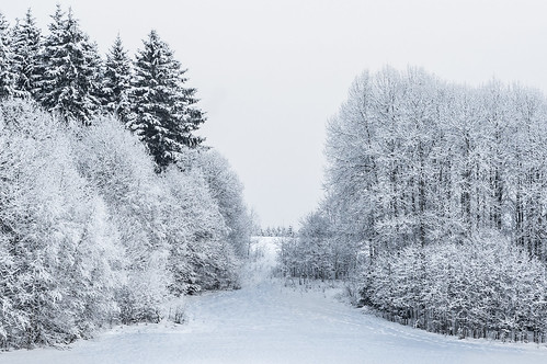 trees winter 6 white snow landscape f5 voigtländercolorskoparf25mc
