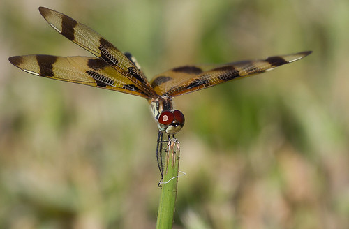 macro nature closeup insect kent mr florida dragonfly bokeh everglades bennett sharkvalley mrbennettkent mbkwildlifephotography