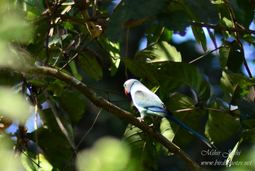 Malabar Parakeet (Cotorra De Malabar)
