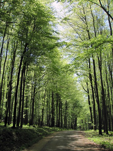 forest hungary bakony magyarország erdő németbánya