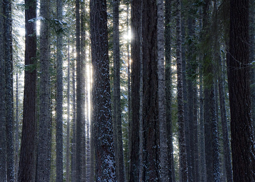 trees forest nationalpark woods nikon craterlake d90
