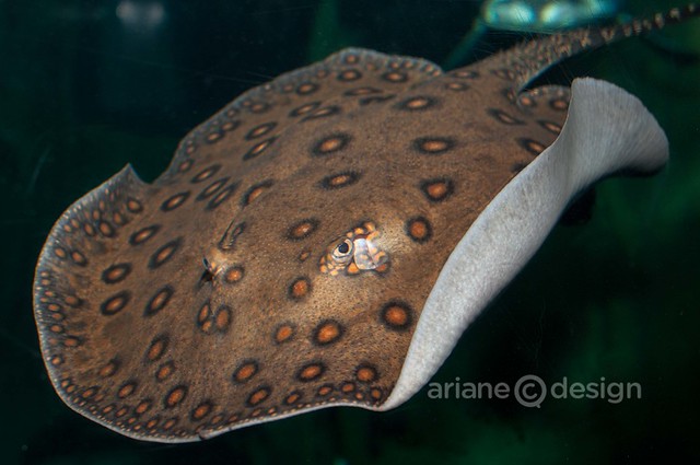 Ocellated freshwater stingray