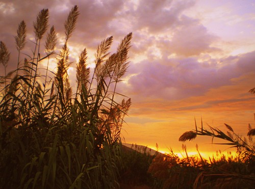 sunset reeds canne riolasardo fiammetta53