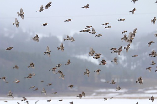 winter sky snow birds spokane flock finches chewelah redpoll easternwashington inlandnorthwest commonredpolls washigntonstate