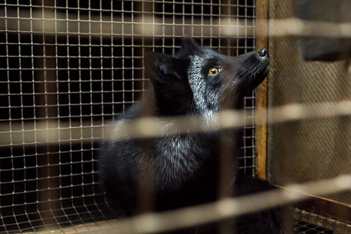 fur farming fox