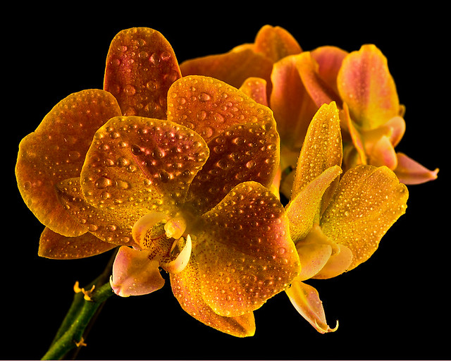 Orchid with drops