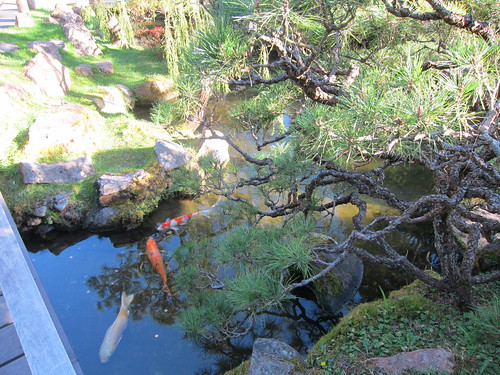 Golden Gate Park Japanese Tea Garden, San F… IMG_3249