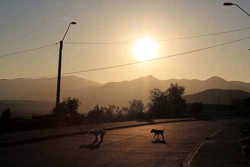 chile sunset dog canon t3