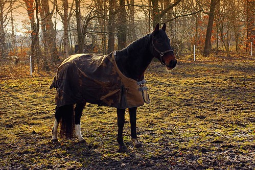 trees winter sunset portrait horse animal germany europe alone pasture single lunestedt