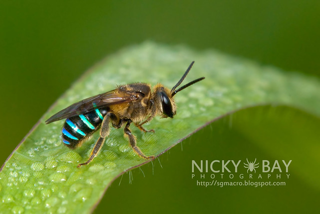 Blue Banded Bee (Apidae) - DSC_6148