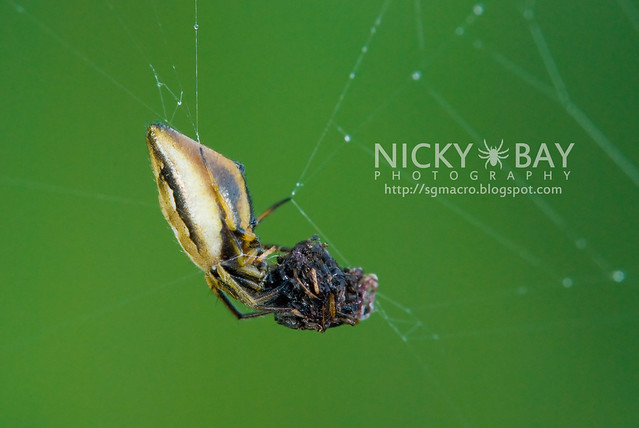 Orb Weaver Spider (Araneus metalis) - DSC_8445