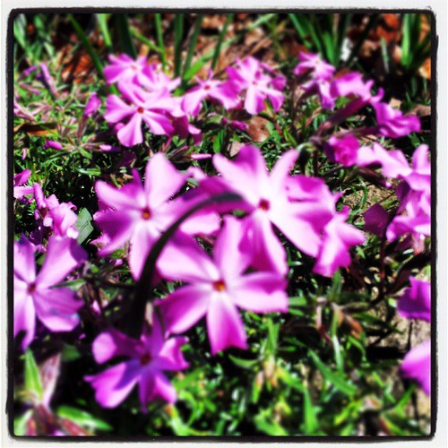 flowers sky plants sun plant flower leaves fauna garden square landscape outside outdoors flora colorful blossom gardening landscaping blossoms lofi squareformat iphoneography instagramapp uploaded:by=instagram foursquare:venue=4e27366bb61ce3fb055686a5