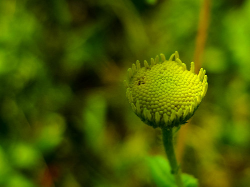 india flower macro green yellow closeup canon dof crop tamilnadu kumar kumaravel ixus95is