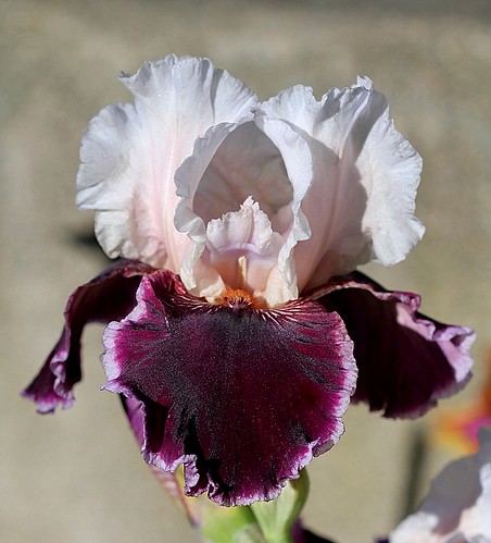 Iris - floraisons 2011 - Page 2 8665677084_f572016603