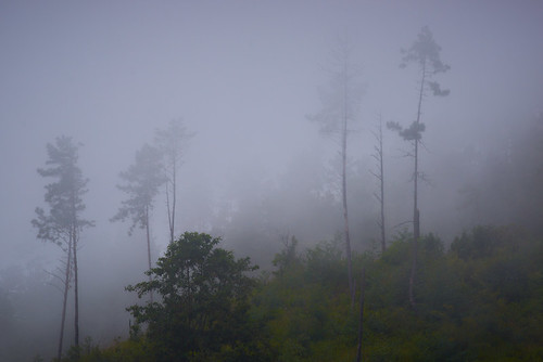 myanmar burma asia chin mountain tree trees fog foggy