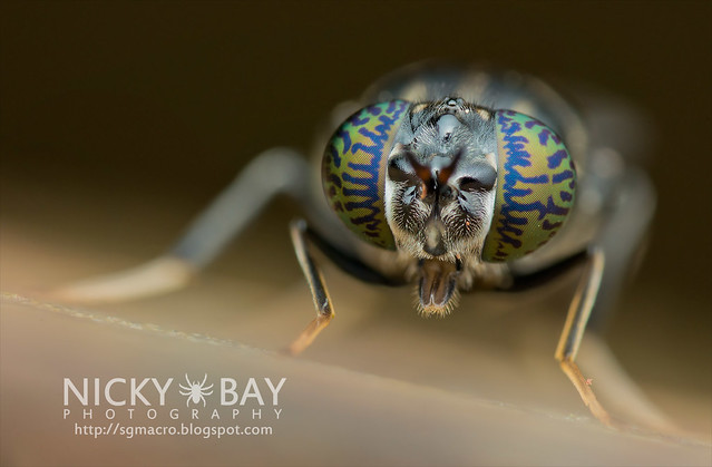 Soldier Fly (Stratiomyidae) - DSC_6204