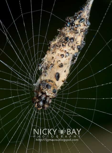 Orb Weaver Spider (Gea sp.) - DSC_7207