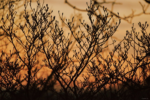 trees sunset nikon magnolia buds flickrfriday d3200 50steps flckrfriday caroline32 walk50stepsandshoot