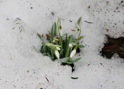 Snowdrops in snow - March 27 / Day 86