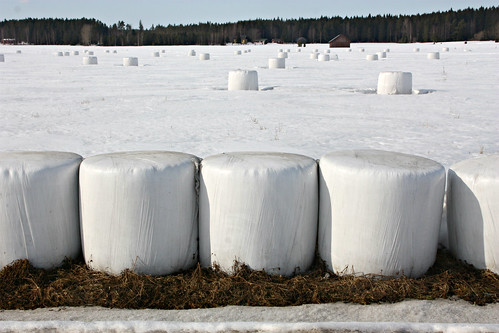 white snow field bales 365daysincolour