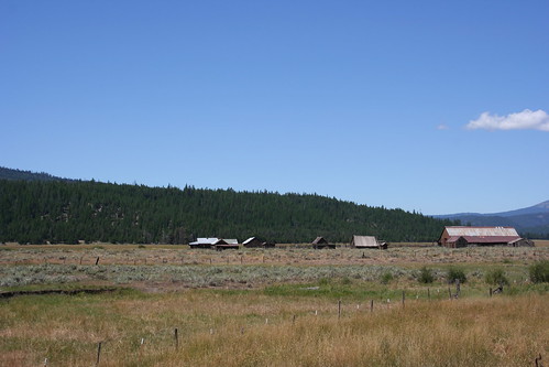 usa oregon landscape cattle farm fields