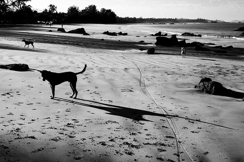 shadow dog beach silhouette coast sand nikon burma shore myanmar rakhine ngapalibeach d700 silhouettephotography