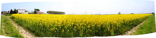 verde natura giallo fiori veneto fioritura pollini canon1855is canon600d sigmafisheye45mm