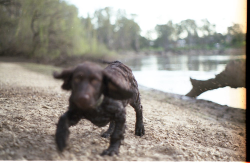 pentax k1000 film photography blur ptl pushthelimits exploraw freddie begelhole water dog landscape macro 200 asa epson perfection photo 2580 35mm