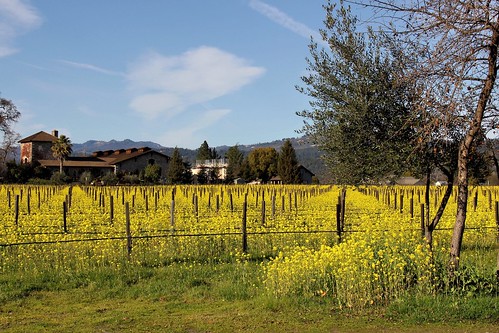 vineyard winecountry napacounty sainthelena sattuiwinery mustardinthevineyard