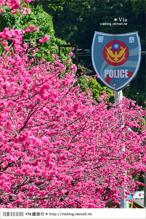 【泰安派出所櫻花】全台最美的警察局～台中后里泰安派出所櫻花大盛開！