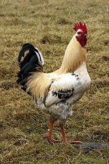 M. Coq / Mr Rooster