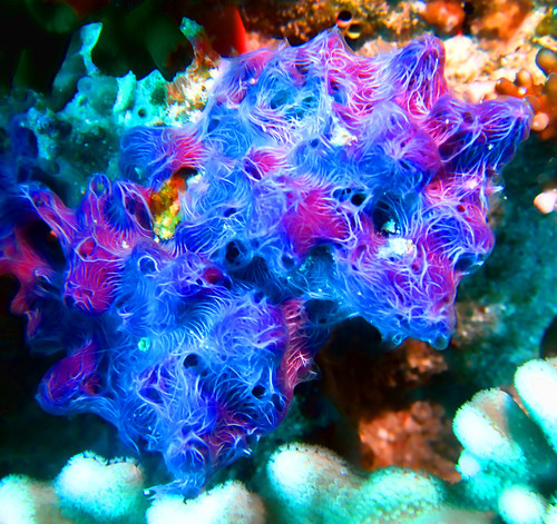 underwater diving maldives sponges photoshop7 mdv ariatoll brokenrock angaga topazlabs canonixus980is inonufl165adfisheye coraleatingsponges