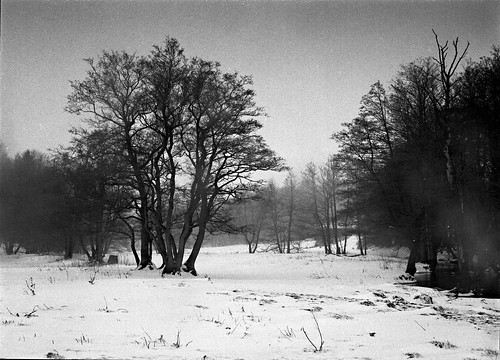 trees snow film water landscape 645 hasselblad portra800