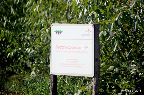 eucalyptus alpha “ project” trees” a wood” forest” rain” “forest “sony system” “wood plantation” charcoal” test” management” education” “vegetable research” forestequipment “planted “environmental “eucalyptus “canopy “forest” canopy” flux” nutrition” “charcoal” “fauna farmer” footprint” “flora “eddy “bioenergy” “biomass” “arcelormittal” “arcelormittal bioenergy” productivity” “plantation” “fsc” drying” “thining” “seeds” entomology” “insects” 55v” “ipef” “exclusion “techs “clonal “sprouting using” “sampling “agrosilvopasture bioforest” globulus” “techs” “sifufv” “ufv”