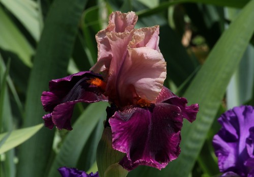  Nos Iris : floraisons 2012 - Page 2 8665638244_d4fd022db2