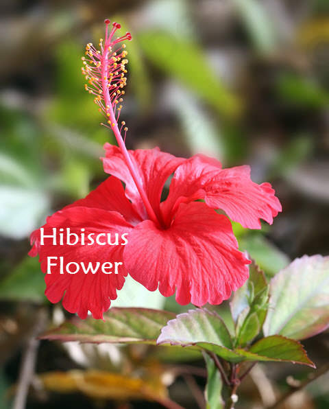 hibiscus flower and leafs for hair growth and prevent hair loss