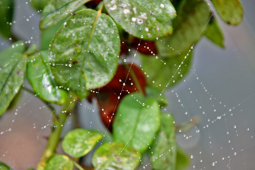 brazil brasil spider web pernambuco aranha sertão teia ipubi