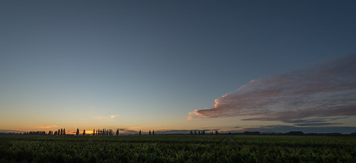 clouds dawn grape hawkesbay korokipo light newzealand sunrise vines wine