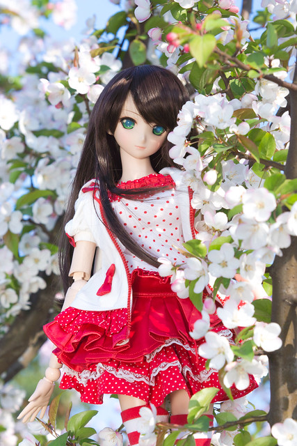 Lily in Sakura