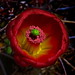 Bloom in Joshua Tree National Park (100mm / 150mm; 1/650; f/16)
