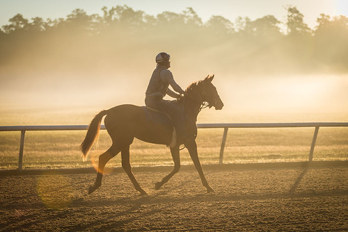 fog horse thoroughbred equestrian aikentrainingtrack aiken training track sun sunrise golden adobe adobelightroom jockey racing