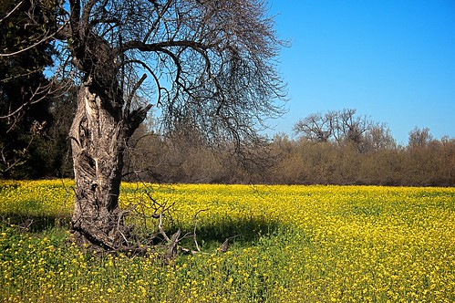 california ca flower landscape meadow meadows fremont wildflowers coyotehills earlyspring wildmustard fremontca