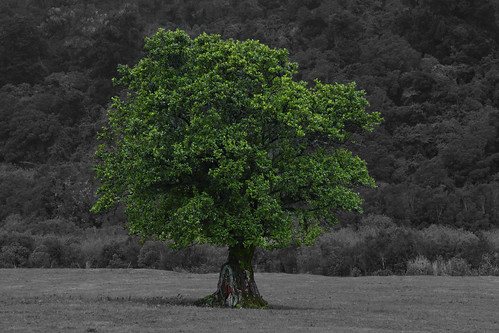 travel newzealand southwest color tree green landscape pacific gore southisland southland 2010 selective selectivecolor southwestpacific