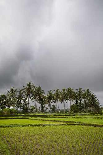 storm field indonesia rice palm 5d canon5d hank888